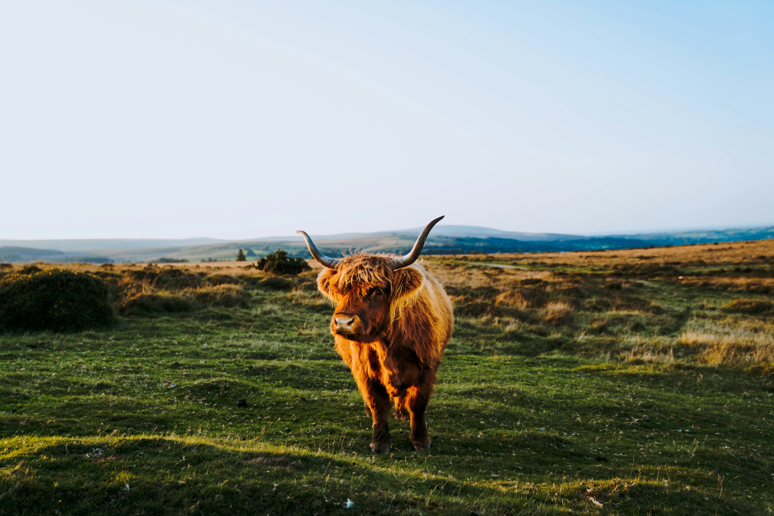 A Highland cow walking through open pasture at sunset